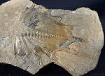 Psychopyge termierorum MORZADEC 2001 - Bild &copy; FossNet FossilienStore